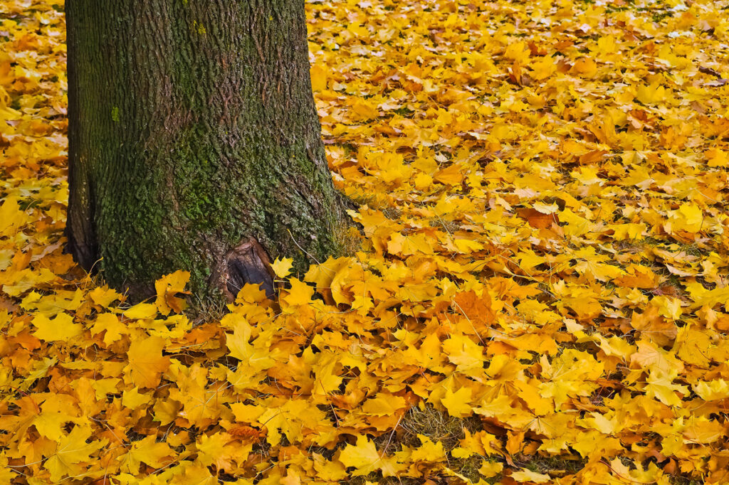 Change Management Veränderung im Wandel