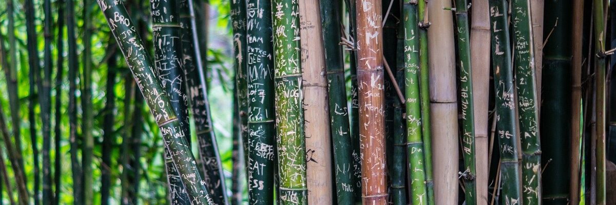 Resilienz Coaching, Symbolbild: Bambuswald