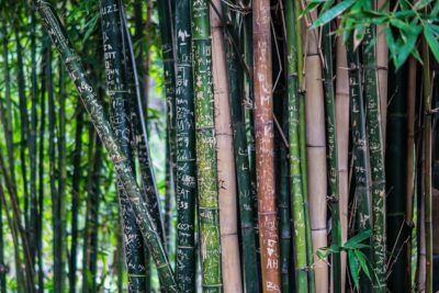 Resilienz Coaching, Symbolbild: Bambuswald