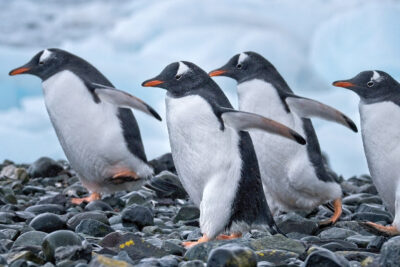 Resilienztraining für mehr mentale Widerstandsfähigkeit, Präventionskurs für Teams